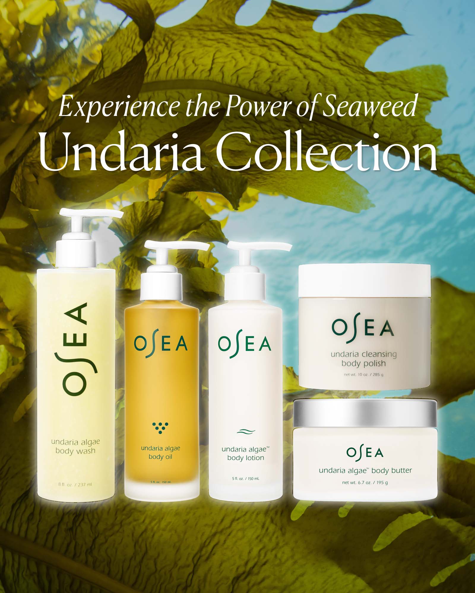 Undaria Algae? Body Lotion
